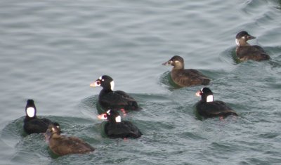 Duck Scoter surf CBBT 1-10aa.JPG