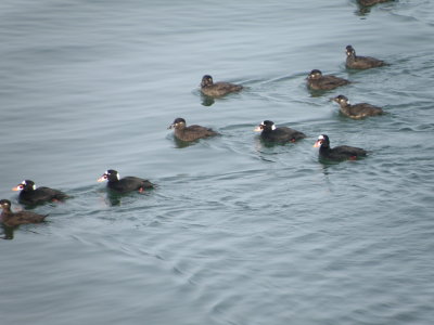 Duck Scoter surf CBBT 1-10c.JPG