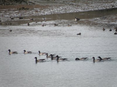 ducks Brandt-Hooded merg. ES 1-10a.JPG