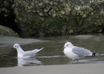 Gull BH and RB. Norfolk VA 2-10d.JPG