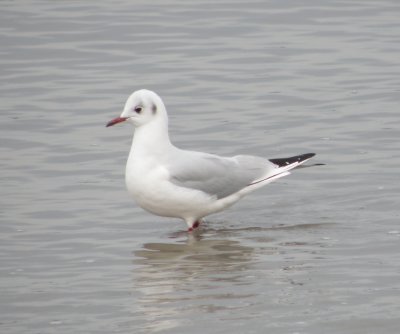 Gull Black Headed Norfolk VA 2-10k.JPG