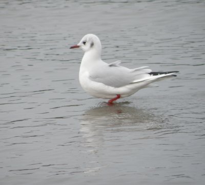 Gull Black Headed Norfolk VA 2-10q.JPG