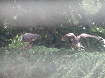 Heron, Yellow Crowned Night Heron 5-10..JPG