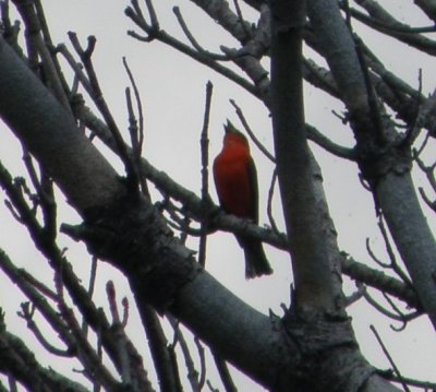 Tanager Scarlet SNP 5-10a.JPG