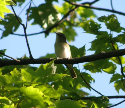 Vireo Red Eyed SNP 5-10d.JPG