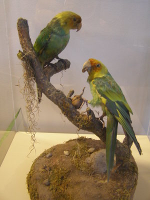 Parakeet Carolina Smithsonian 2.JPG