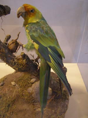 Parakeet Carolina Smithsonian 3.JPG