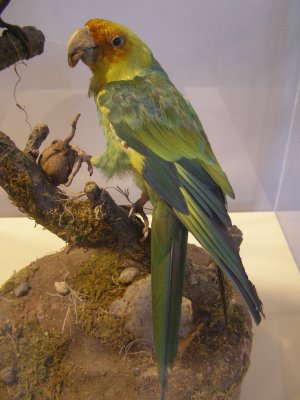 Parakeet Carolina Smithsonian 4.JPG
