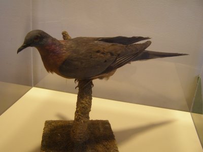 Pigeon Passenger Smithsonian 1.JPG