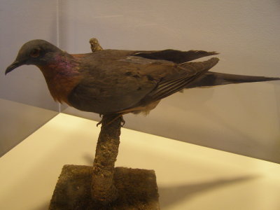 Pigeon Passenger Smithsonian 2.JPG