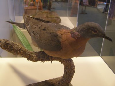 Pigeon Passenger Smithsonian 3.JPG