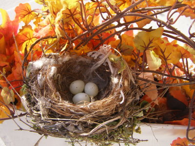 Finch House Nest a.JPG