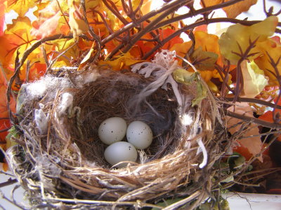 Finch House Nest c.JPG
