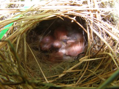 Finch House Nest d.JPG
