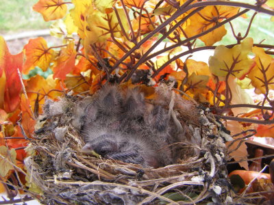 Finch House Nest e.JPG