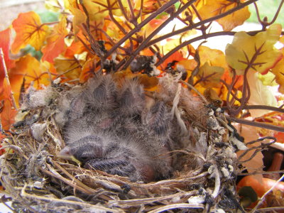 Finch House NEst f.JPG