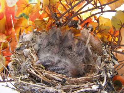 Finch House Nest g.JPG