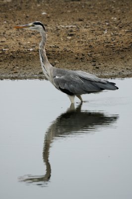 Grey Heron (05)