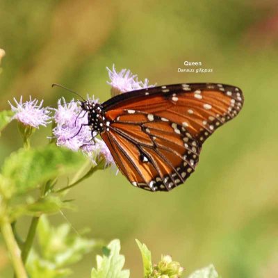 Butterfly Garden