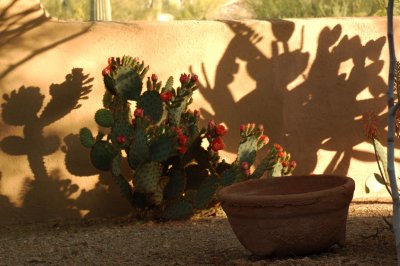 Cactus-Shadows.jpg