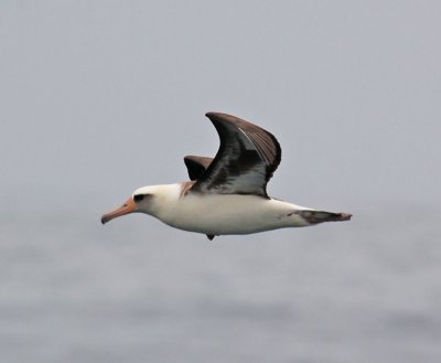 Albatross Laysan 05.jpg