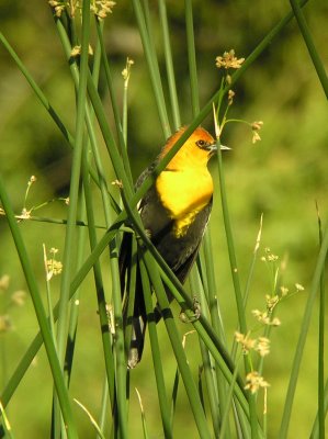 Blackbird Yellow-headed.jpg