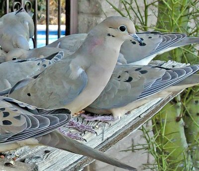 Dove Mourning 03.jpg