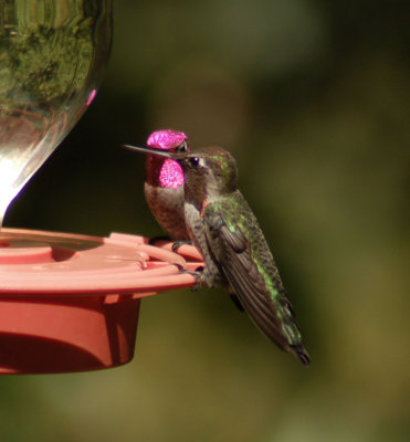 Hummingbird Annas 14.jpg