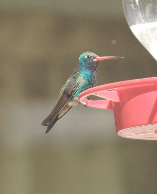 Hummingbird Broad-billed 04.jpg