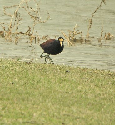 Jacana Northern 08.jpg