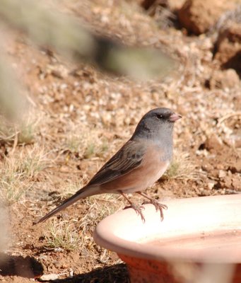 Dark-eyed Junco 13.jpg