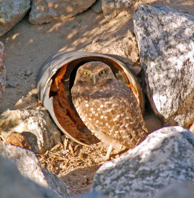 Owl Burrowing 05.jpg