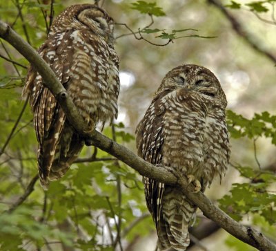 Owl Spotted pair 02.jpg