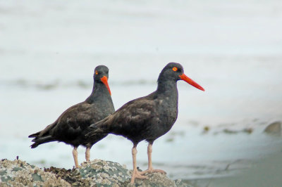 Shorebirds