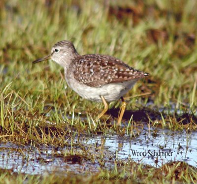 Wood Sandpiper 03.jpg