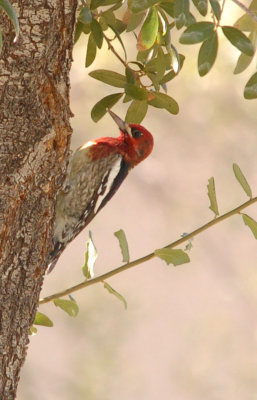 Sapsucker Red-breasted 04.jpg