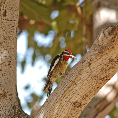 Sapsucker Red-naped 03.jpg