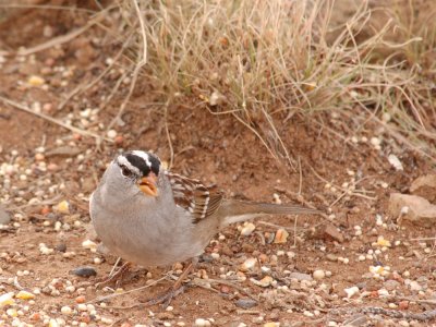 Sparrow White-crowned 11.jpg