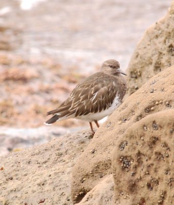 Black Turnstone 04.jpg