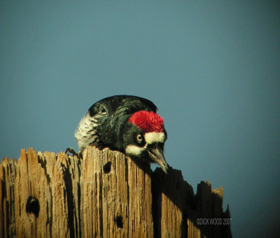 Woodpecker Acorn.jpg