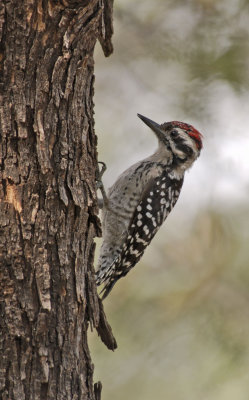 Woodpecker Ladder-backed 05.jpg