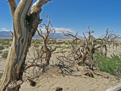 Dune Trees 02.jpg