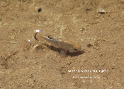 Salt Creek Pupfish 01.jpg