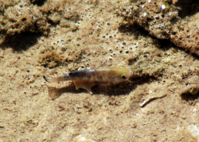 Salt Creek Pupfish 02.jpg