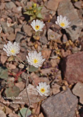Desert Chicory 01.jpg