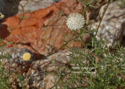 Pebble Pincushion 01.jpg