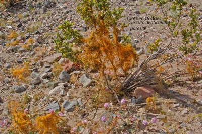 Toothed Dodder 01.jpg