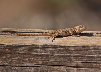 Fence Lizard Great Basin 04.jpg