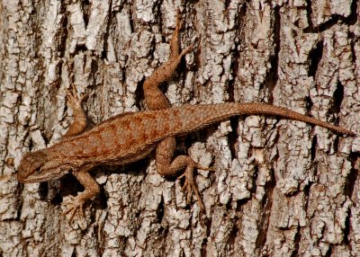 Lizards of Zion