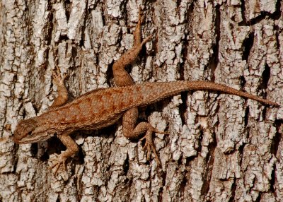 Lizard Sagebrush 01 Northern.jpg